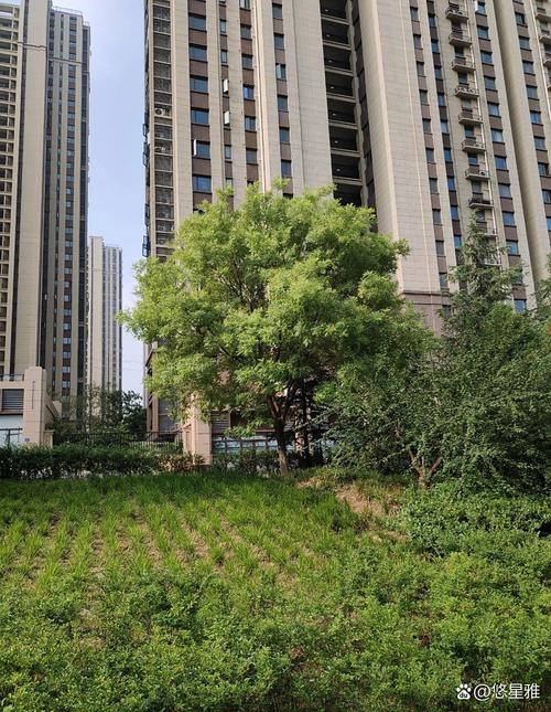 泰安奥林匹克花园二手房