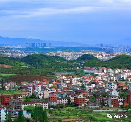 义乌九洲百合最新价格