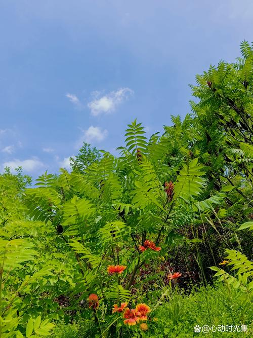 乌鲁木齐小绿谷房价