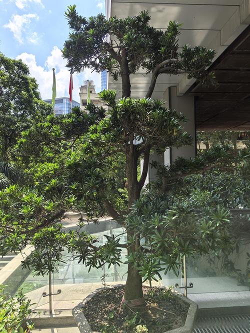 东海伊顿印象最新进展