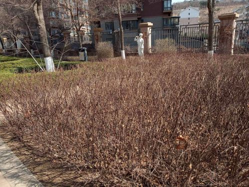 鞍山东景美林二手房