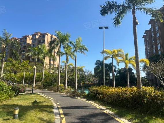 三亚海棠月色最新消息