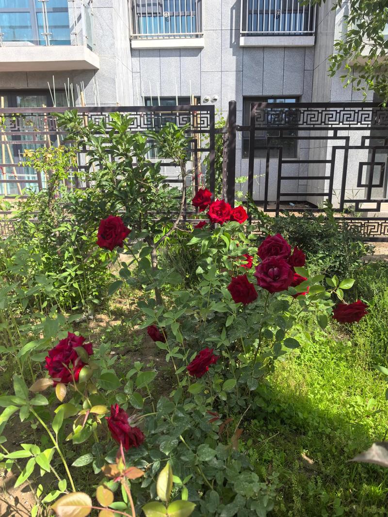 开封二手房一楼带院